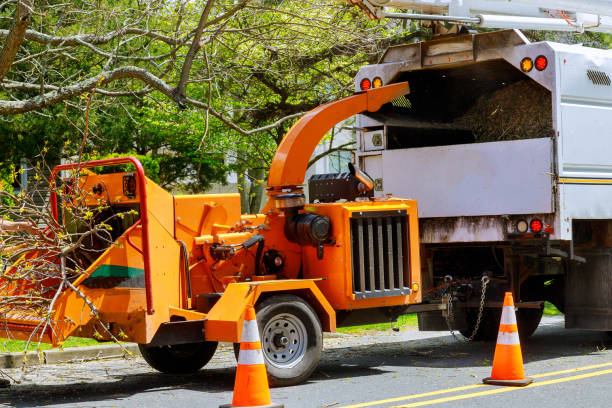 How Our Tree Care Process Works  in Carteret, NJ